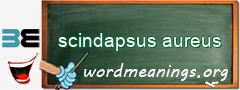 WordMeaning blackboard for scindapsus aureus